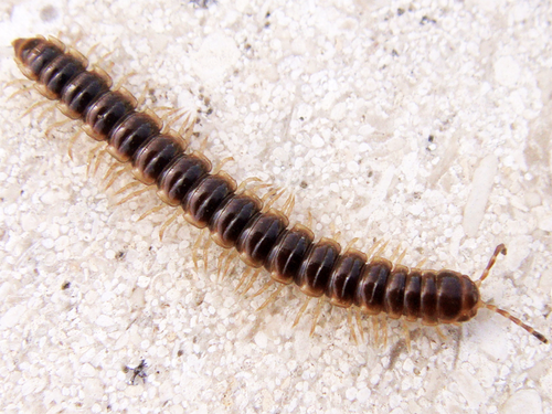 Greenhouse millipede